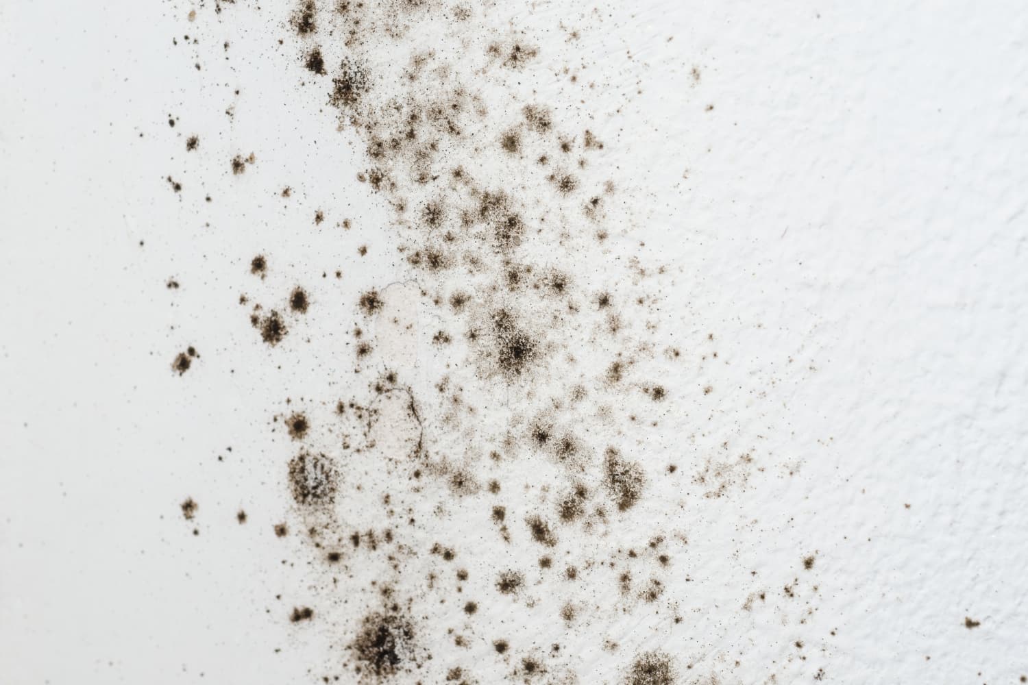 How to Identify Mold vs. Mildew in Your Home - Every Dryer