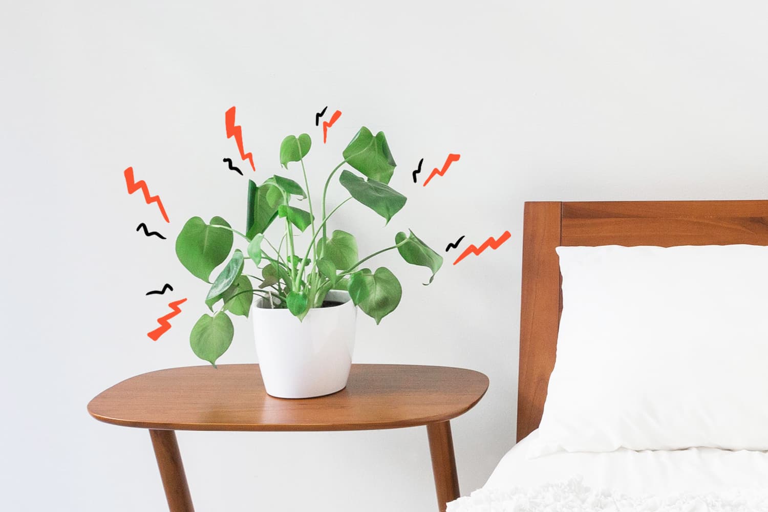 Do Plants Feel Pain? Well, Kind Of Apartment Therapy