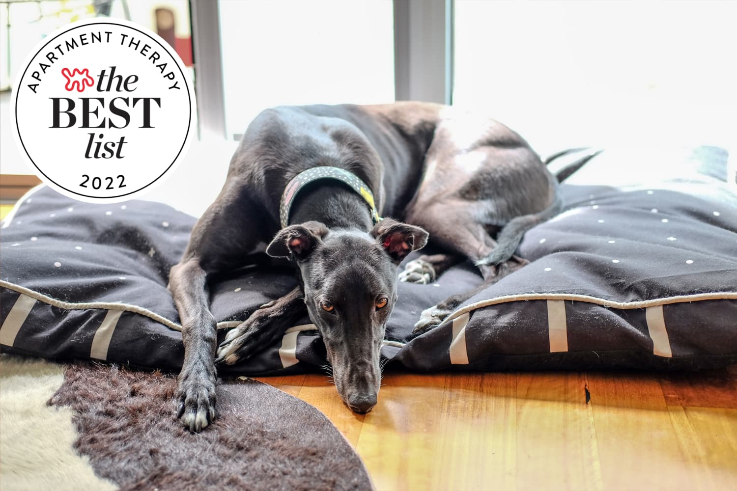 The Best Stylish Dog Beds for 2023 Apartment Therapy