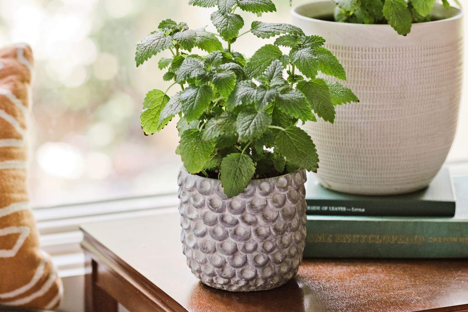 Heres How to Grow Lemon Balm Indoors | Apartment Therapy