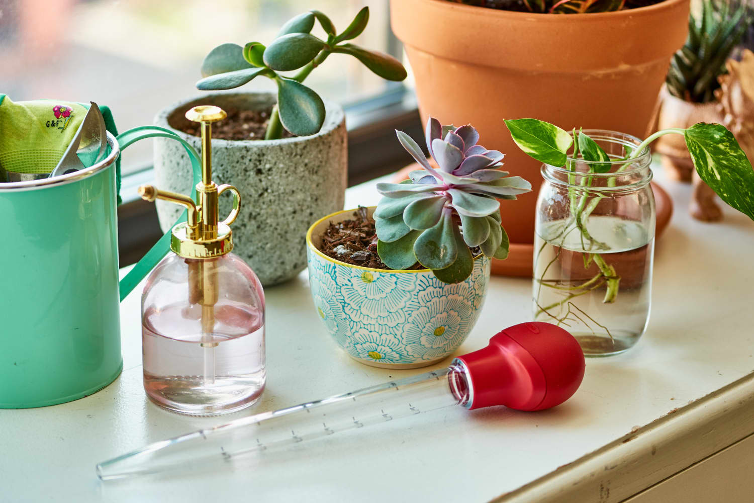 Overwatering Plants Turkey Baster Hack The Kitchn