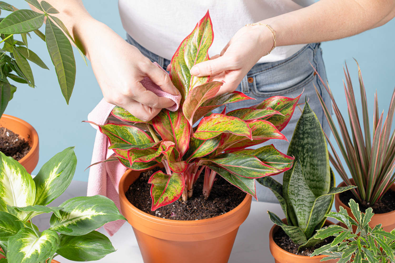 5 Easy Ways to Clean Plant Leaves Apartment Therapy