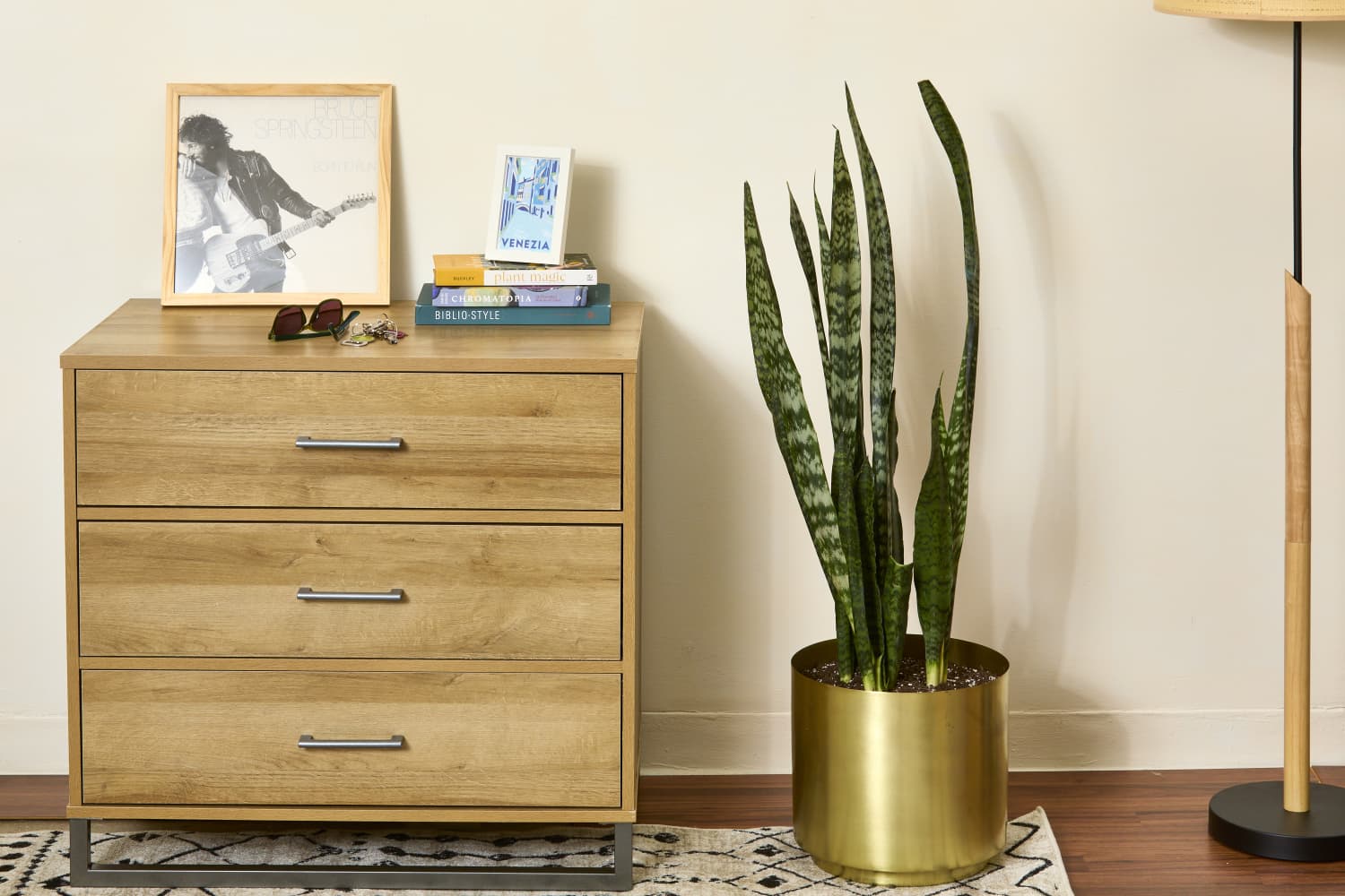 How to Care for a Snake Plant for Beginners: Light, Water, & More