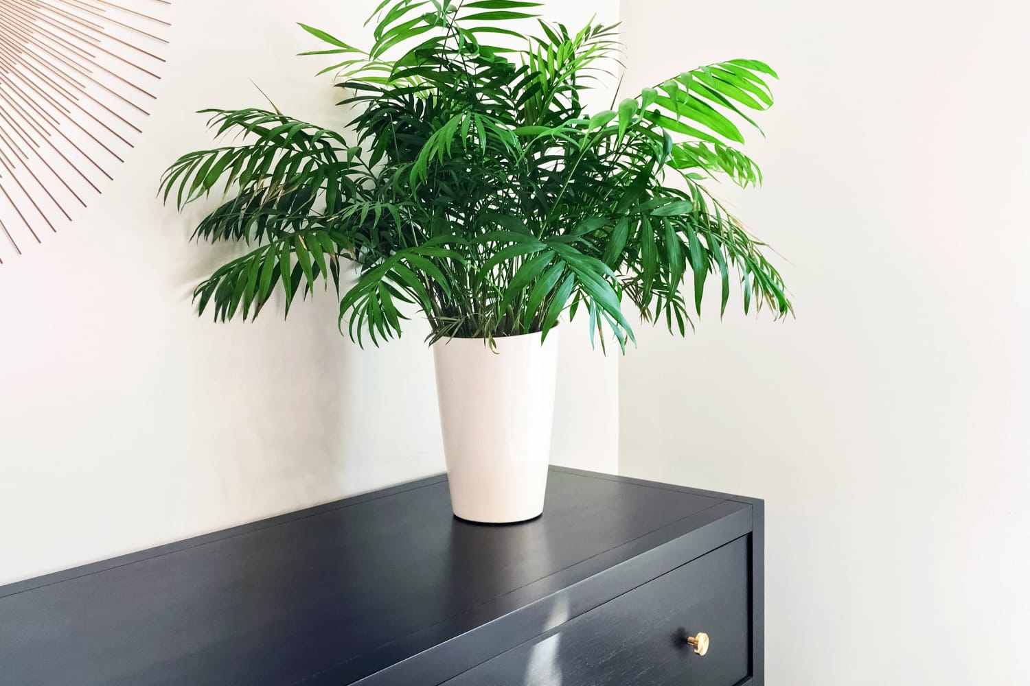 Chamaedorea elegans indoor plants cats cheap