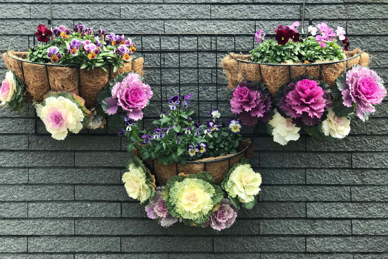 Ornamental kale on sale