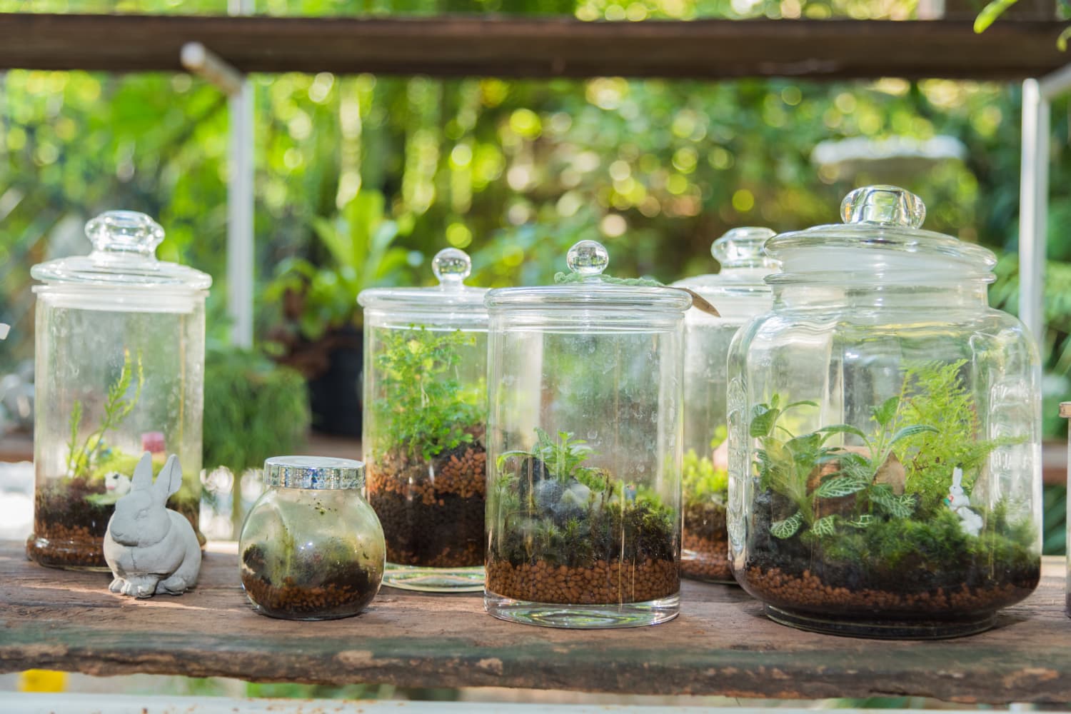 6 Best Terrarium Plants | Apartment Therapy