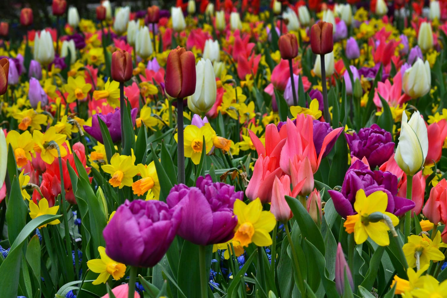 8 Flower Bulbs to Plant in October Apartment Therapy