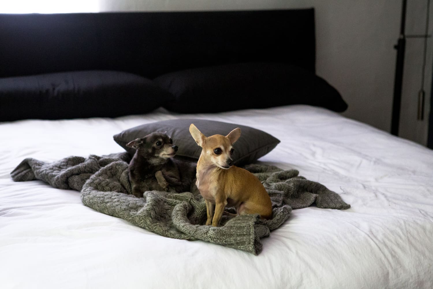 Amazon Pet Day is Finally Here! Shop These 10 Pet Deals Now