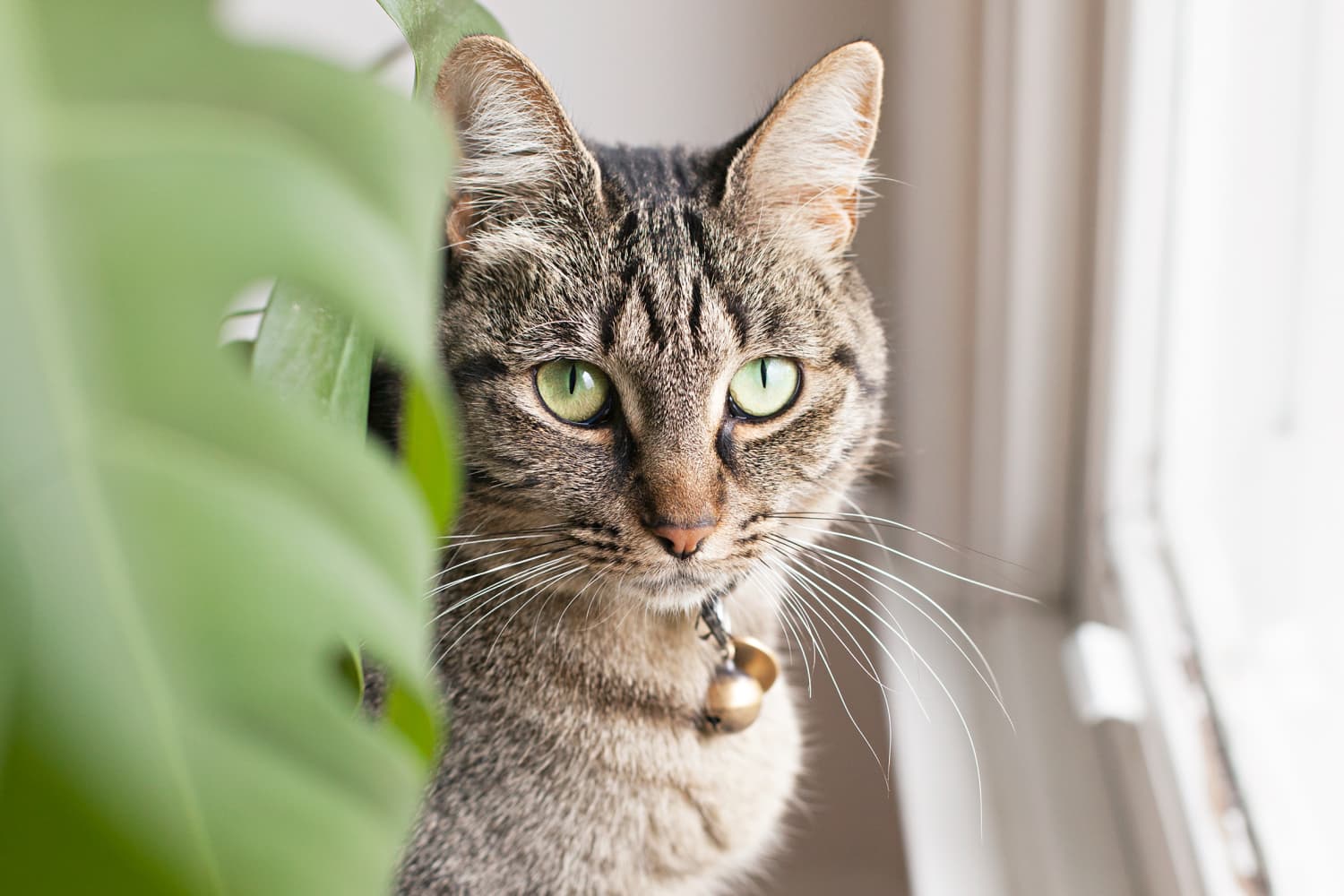 The Best Pet Food for Cats and Kittens, According to a Vet