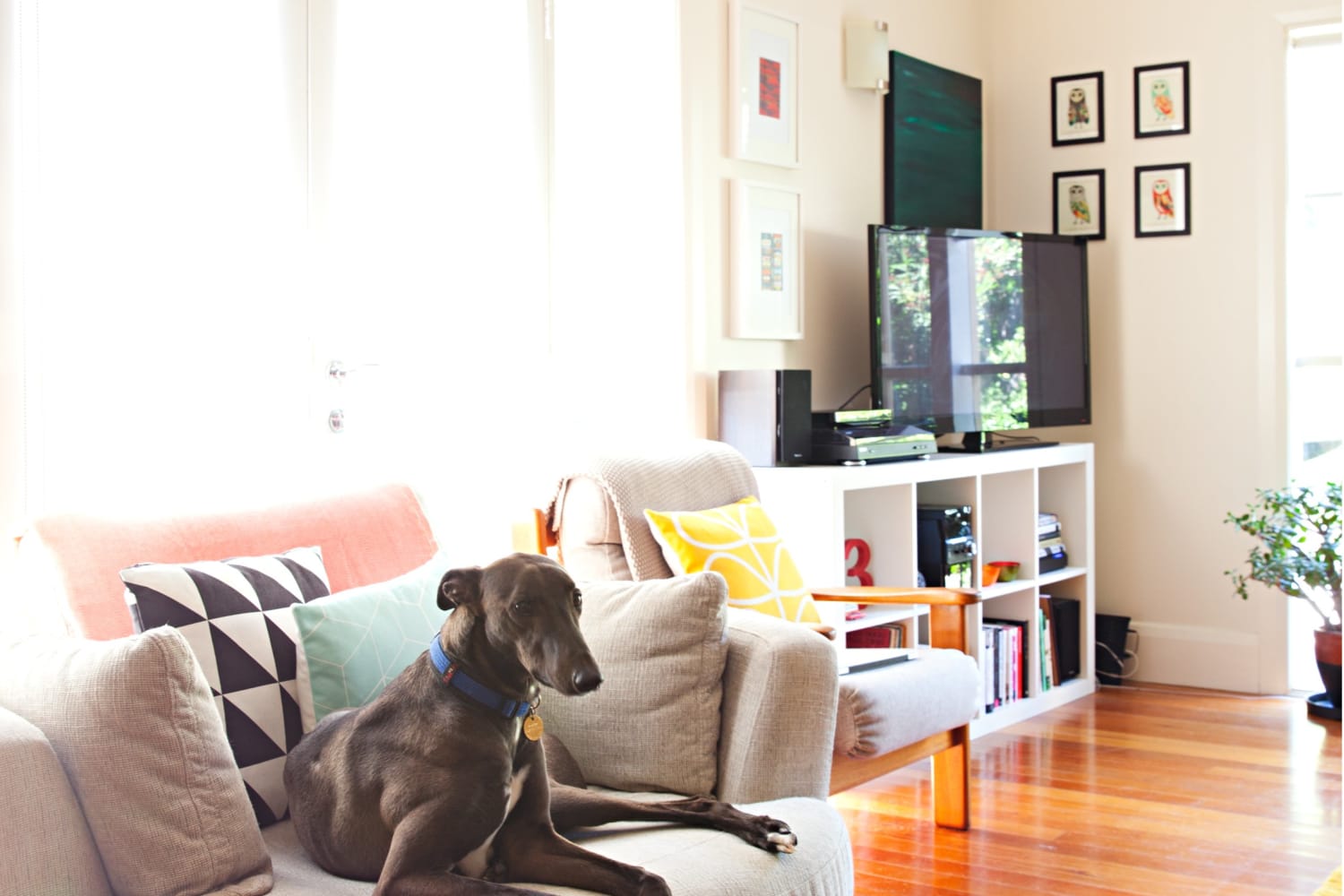 The Under-0 Best List-Winning Vacuum That Makes Cleaning Pet Hair and Other Messes a Breeze