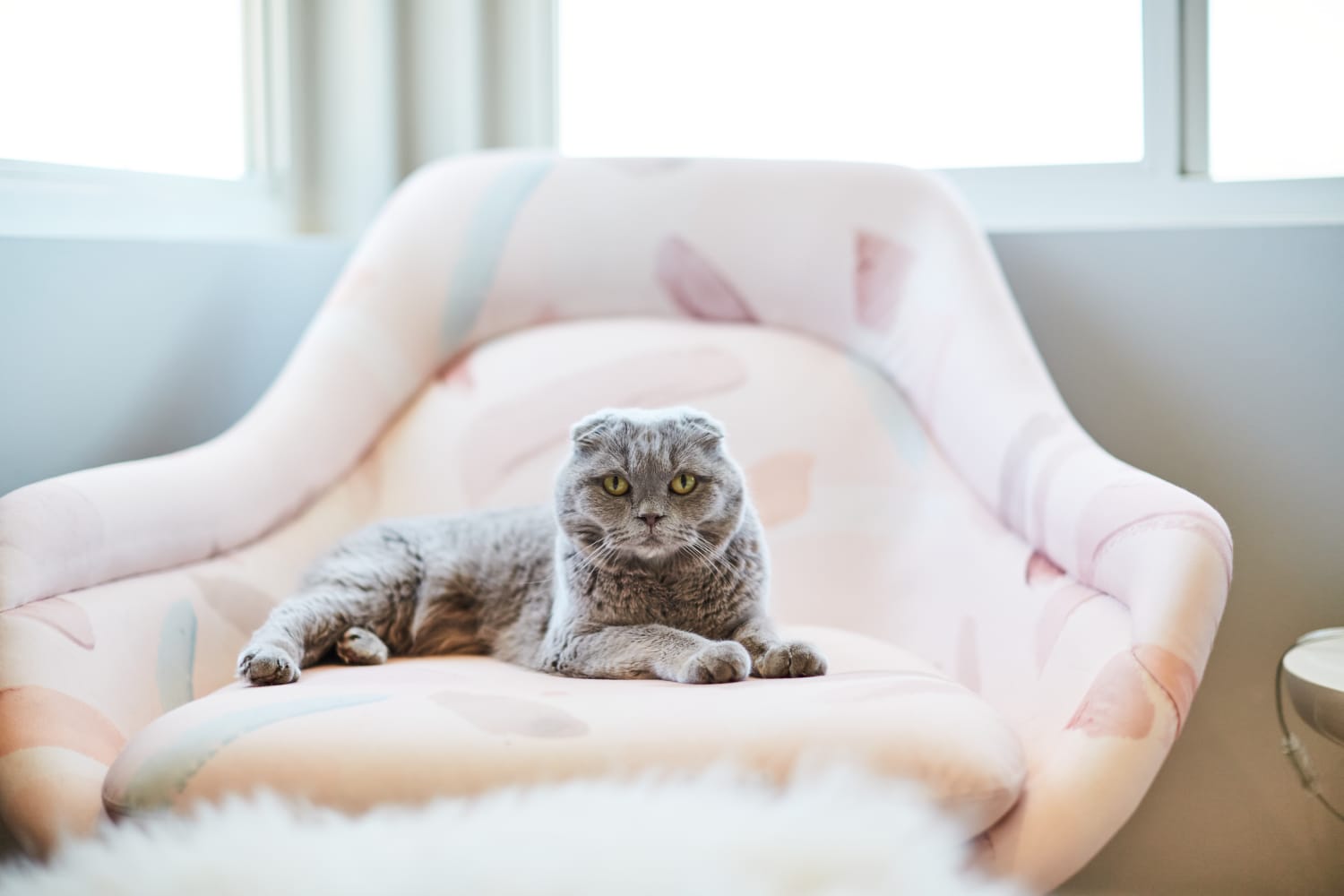 This  Tool Cleans Sofas and Rugs in a Flash — and It’s Perfect for Pet Parents