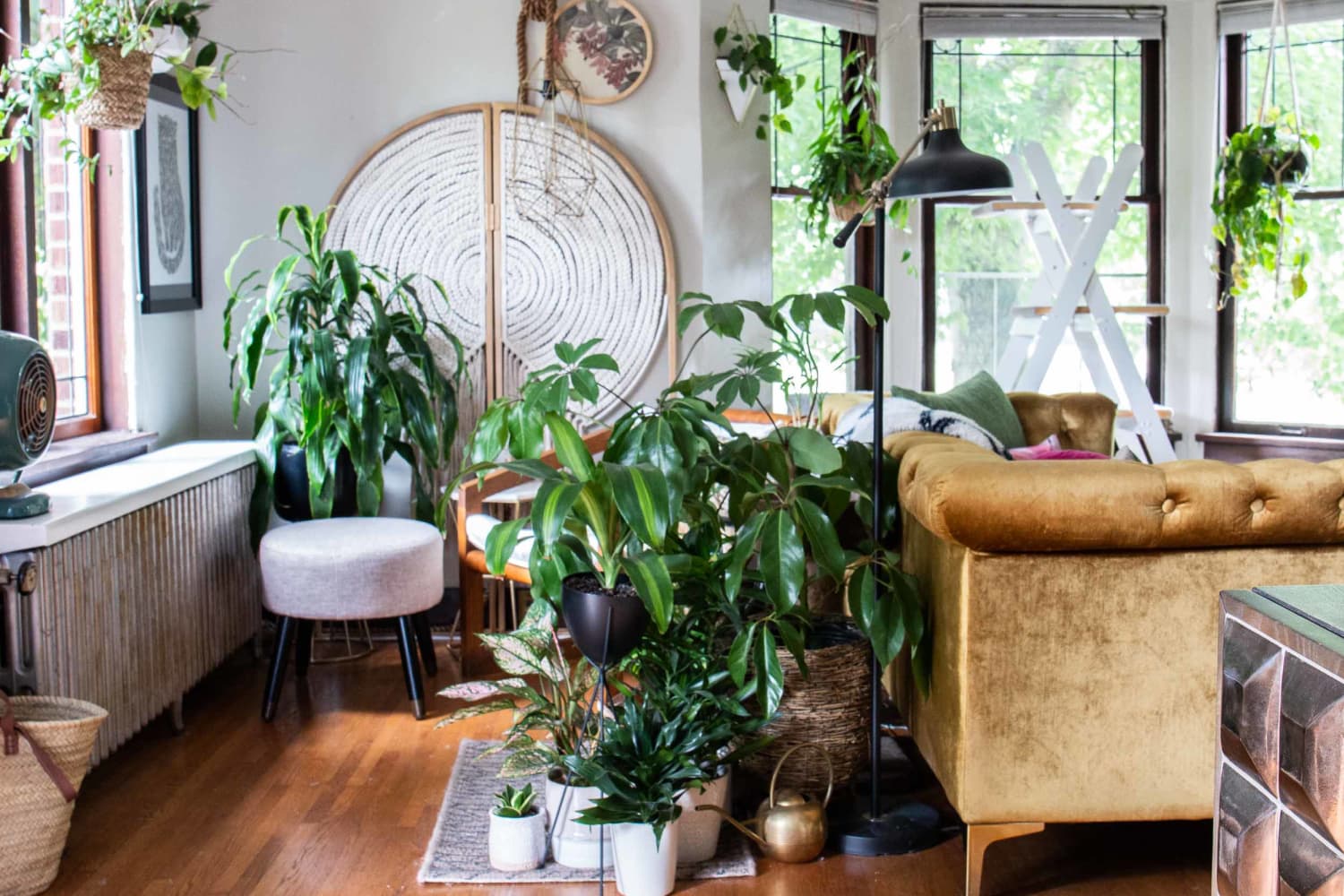 5 Things to Do When Buying New Houseplants | Apartment Therapy