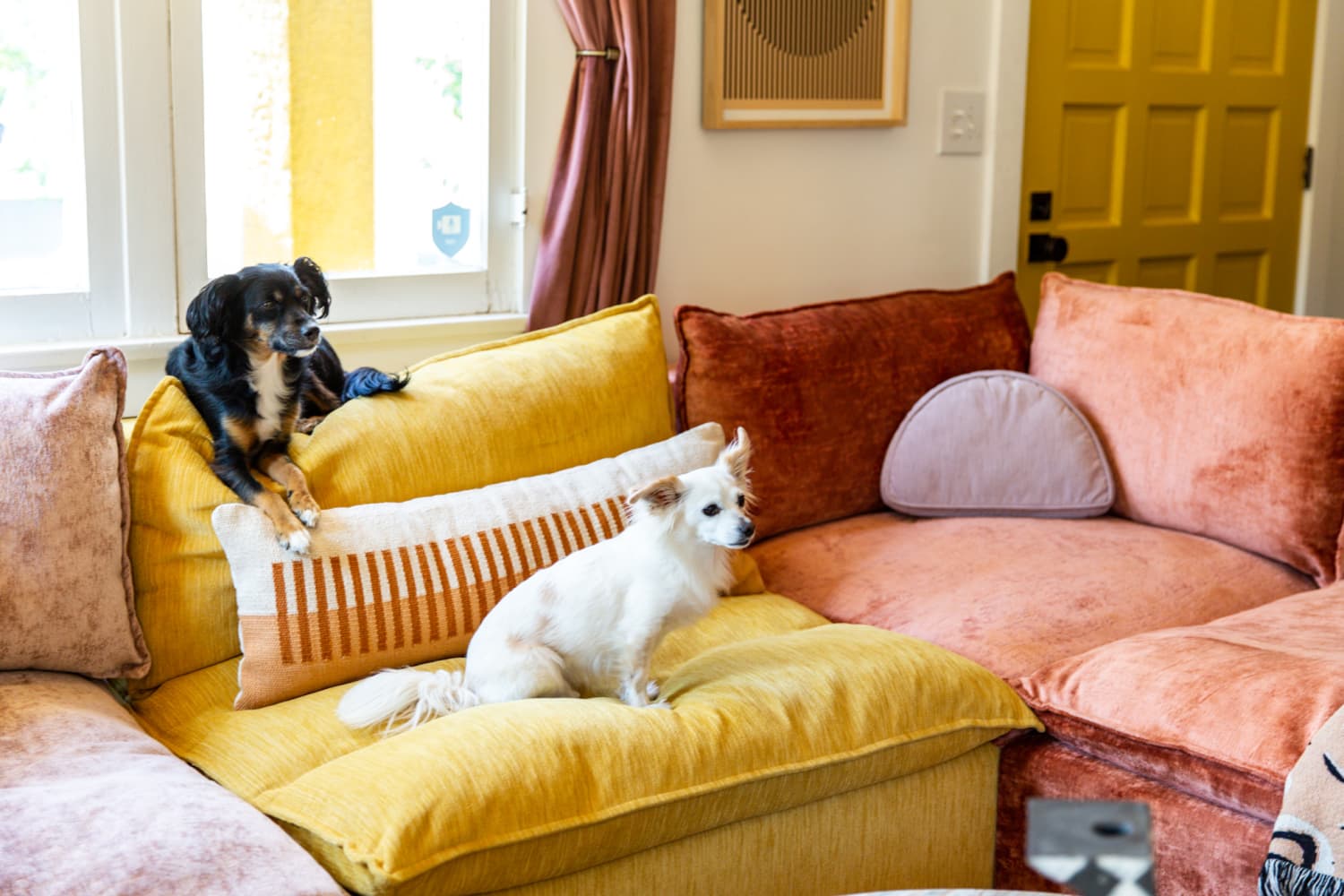 This Portable Spot Cleaner Is a Lifesaver for Pet Owners and Picks Up a Shocking Amount of Dirt and Grime