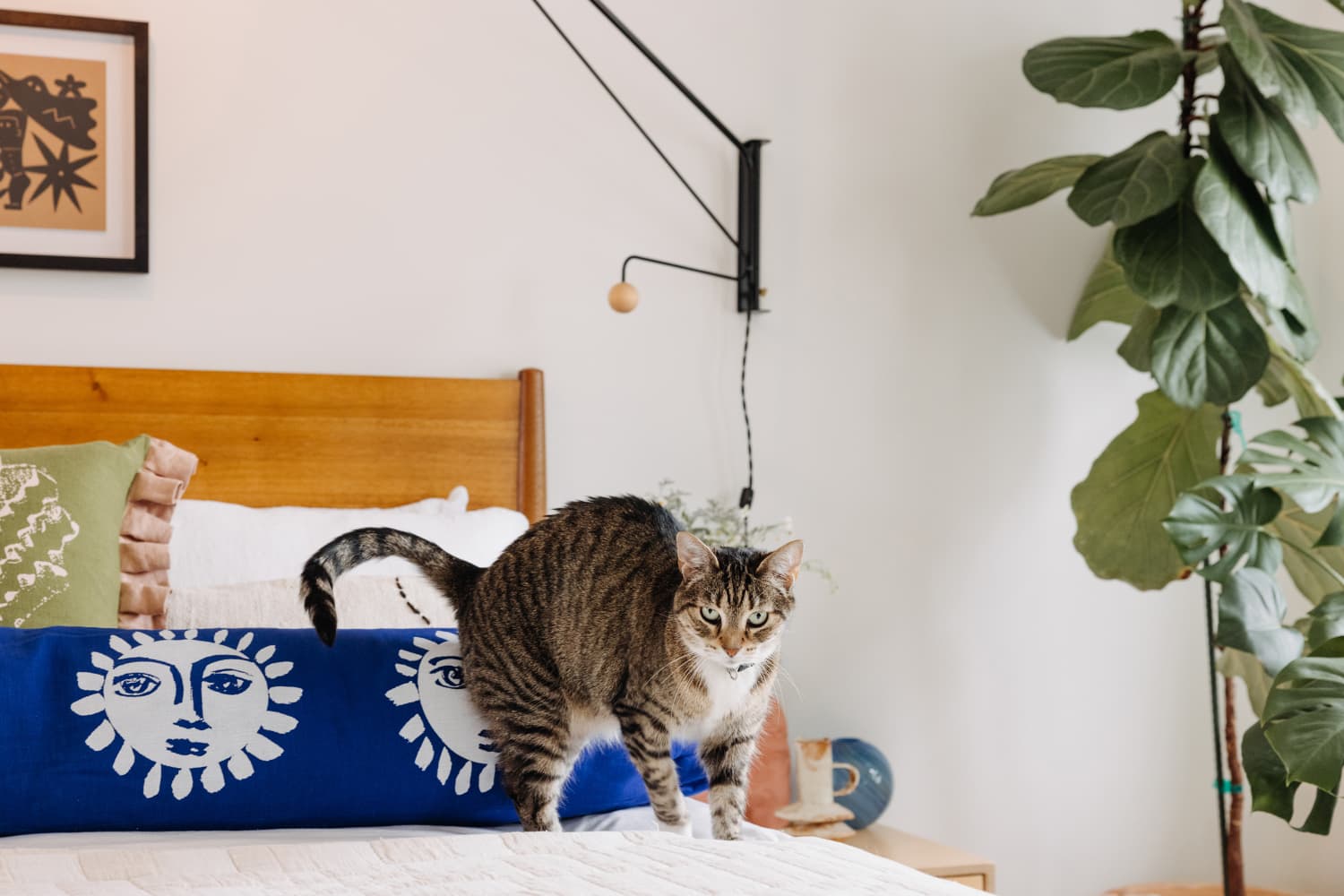 Petlibro Polar Smart Wet Food Feeder for Cats Review | Apartment Therapy