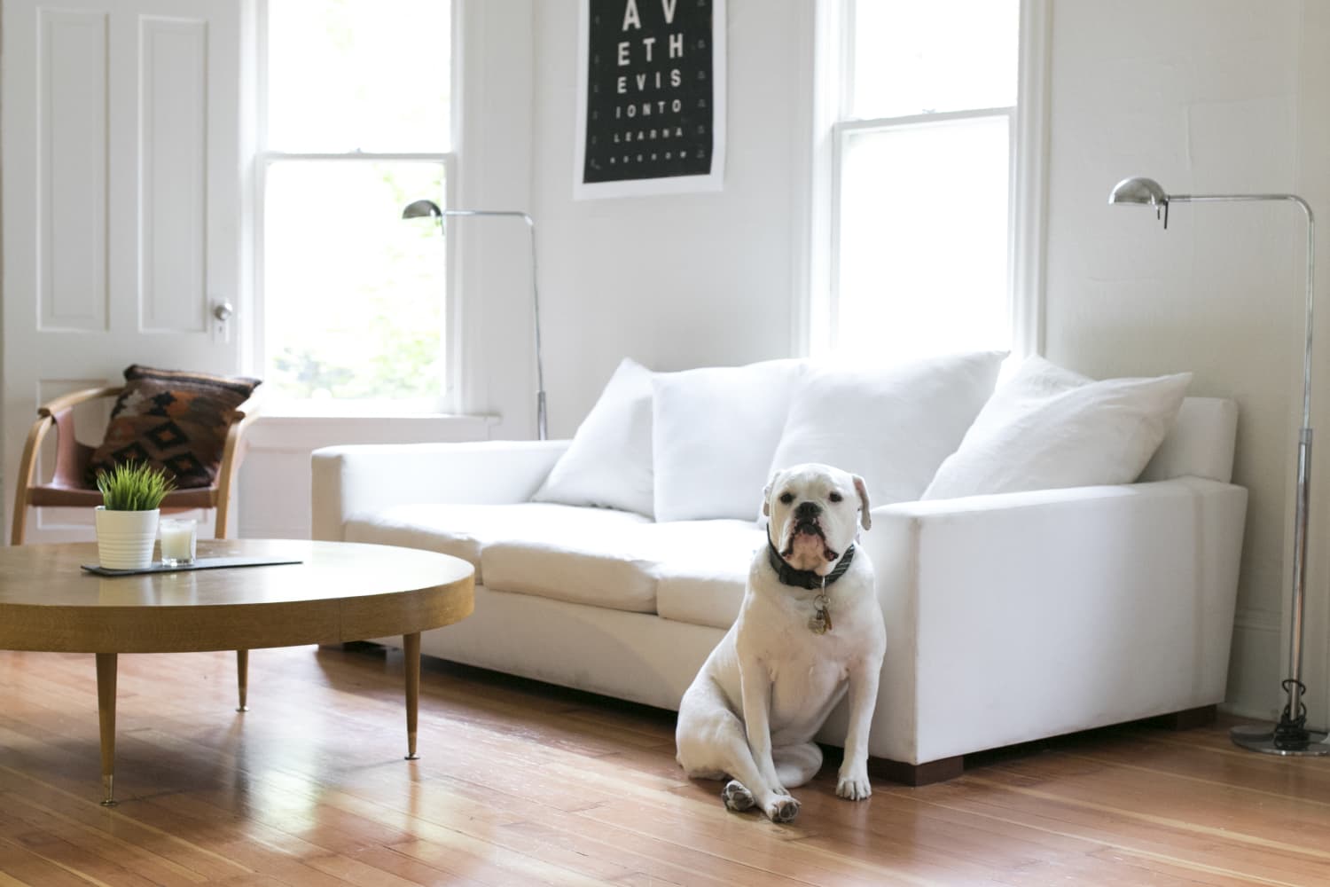 We’ve a Tested a Bunch of Pet Vacuums, and This Lightweight Model Is the Best at Tackling Stubborn Odors and Stains