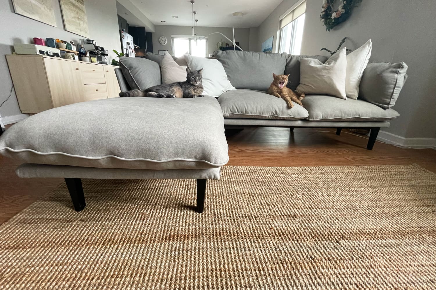 The Floyd Sofa Is the Perfect Couch for Cat Owners Review Apartment Therapy