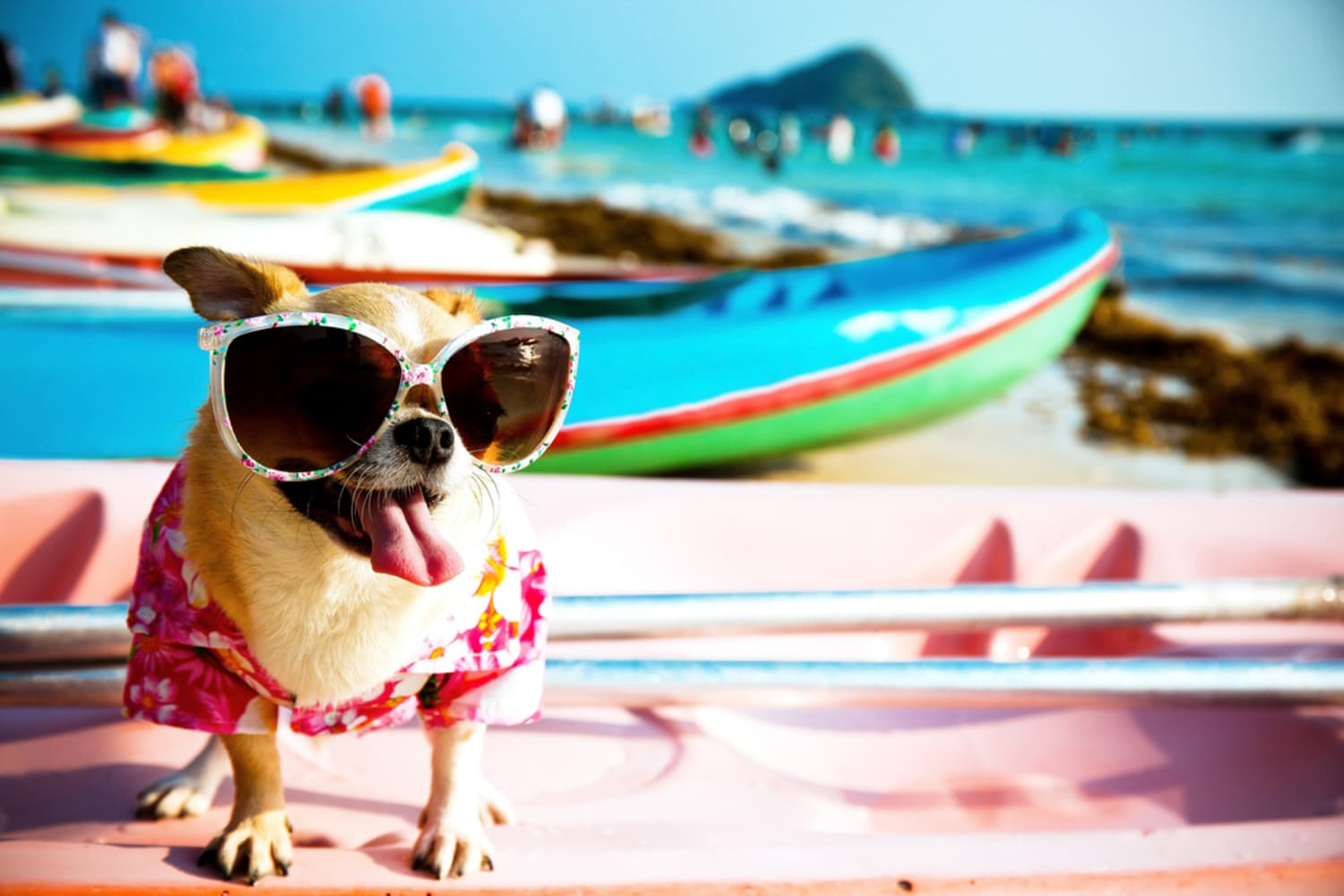 This Collar Will Keep Your Dog Cool All Summer Long