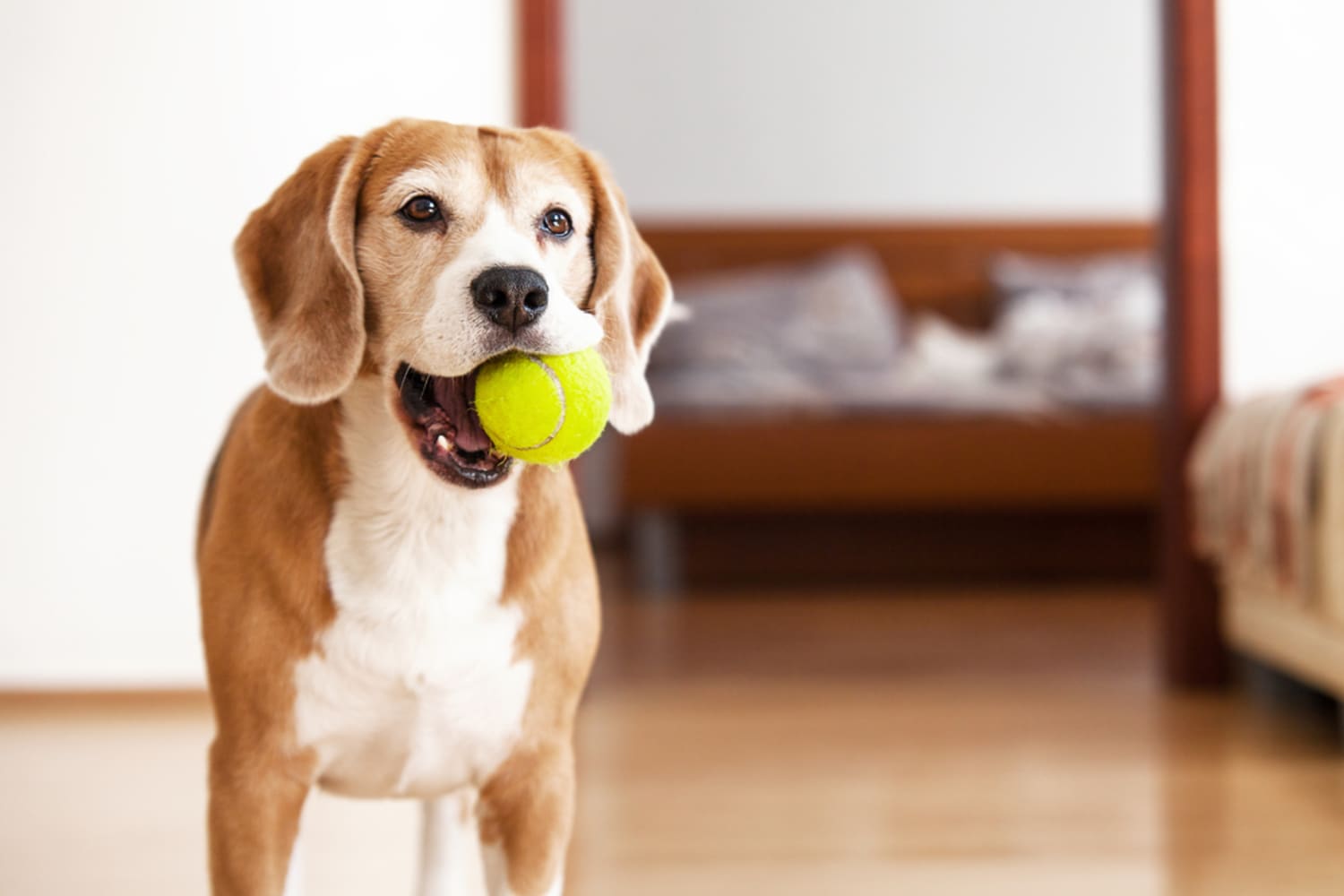 Dog playing online fetch with itself