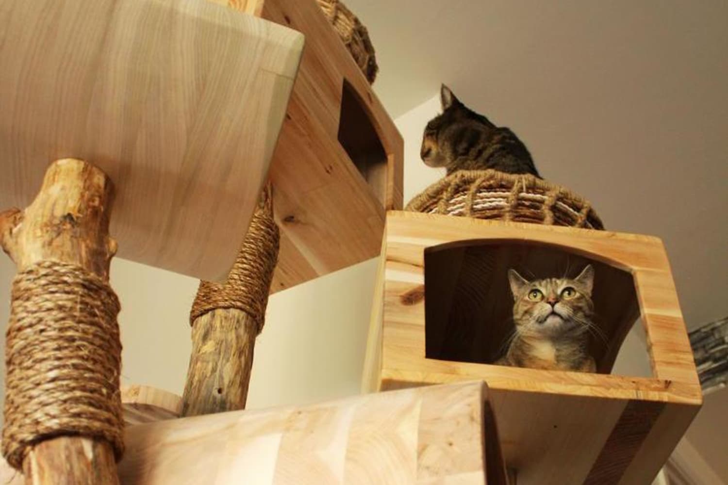 Unique cat tree on sale house