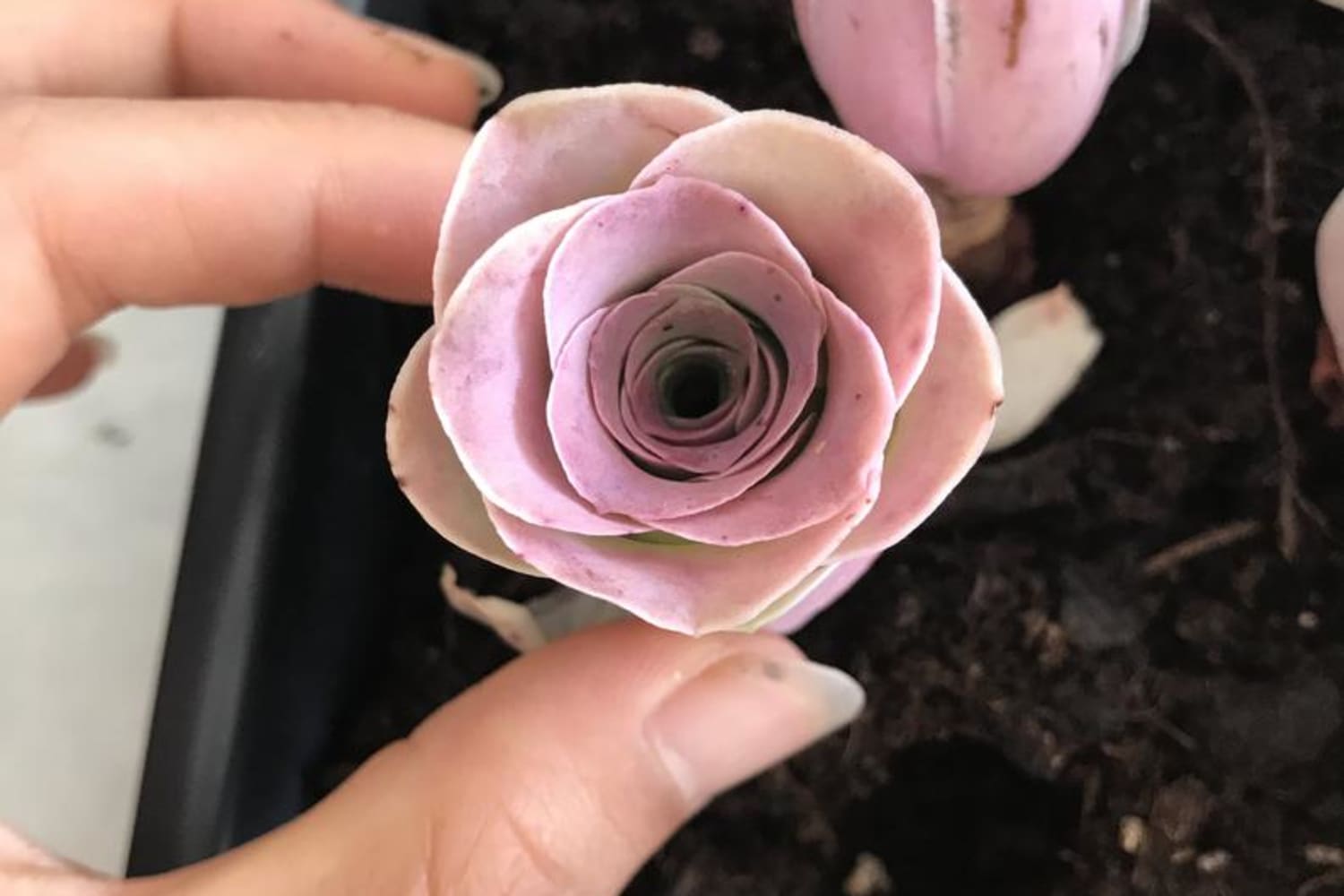 These Pink Rose Succulents for Sale on Etsy are Apartment