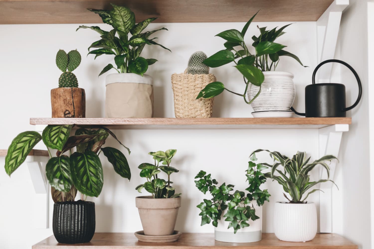 Most Popular Houseplants of 2020, According to Reddit Apartment Therapy