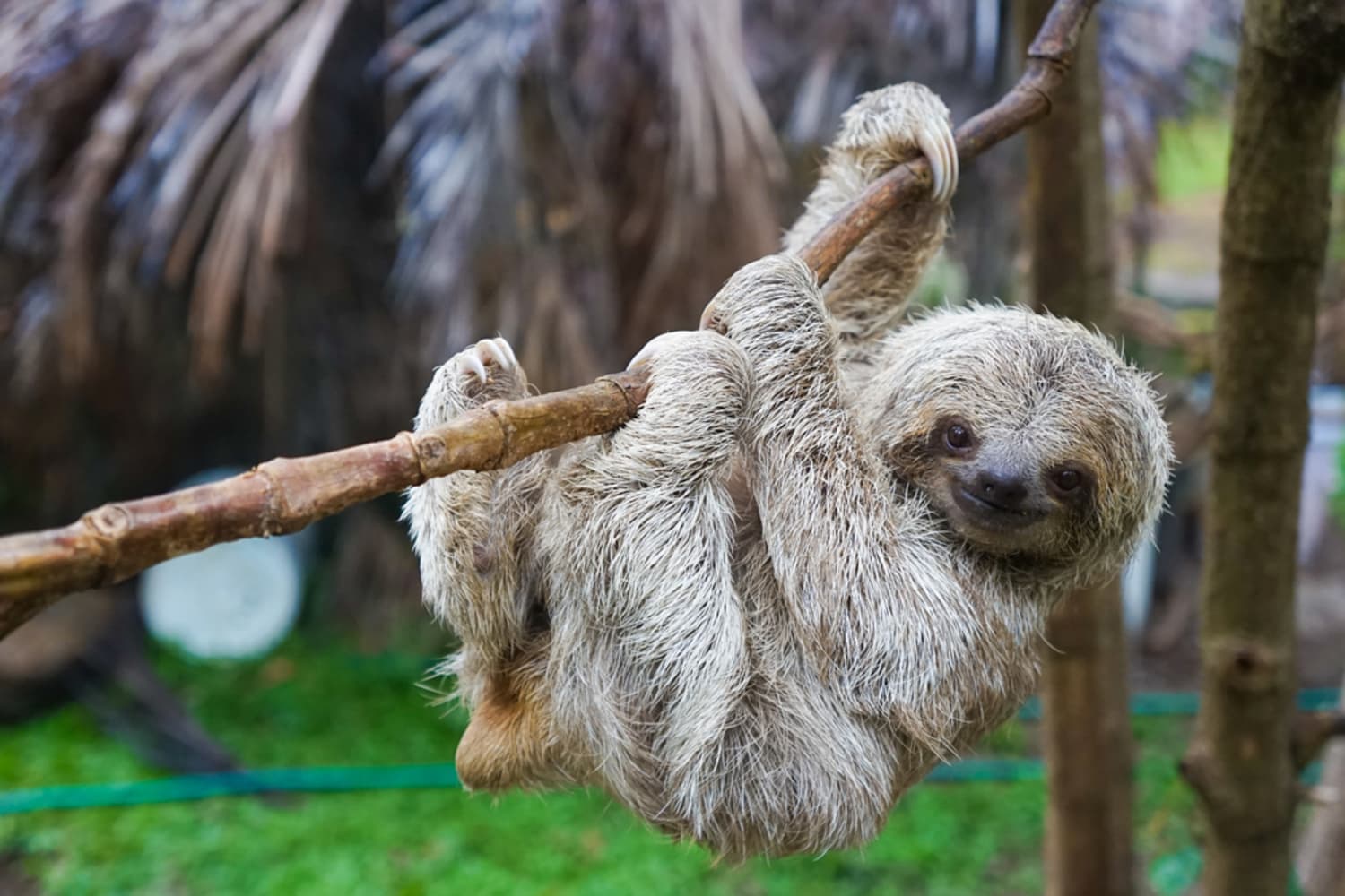Sloth blanket home goods outlet