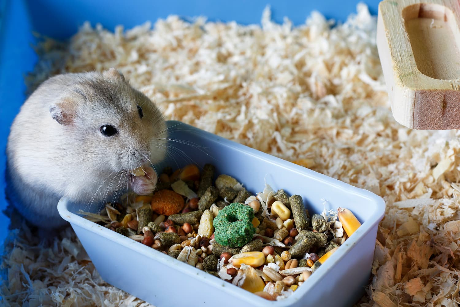 Luxury hotsell hamster homes