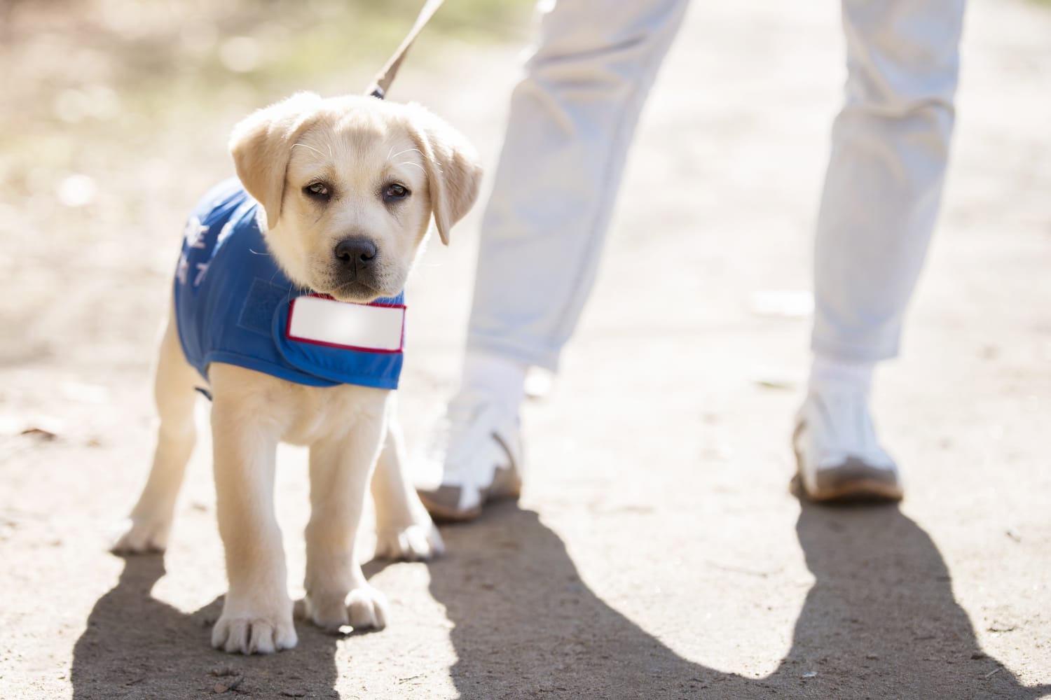 Adopt Failed Guide Dog Training Puppies Apartment Therapy