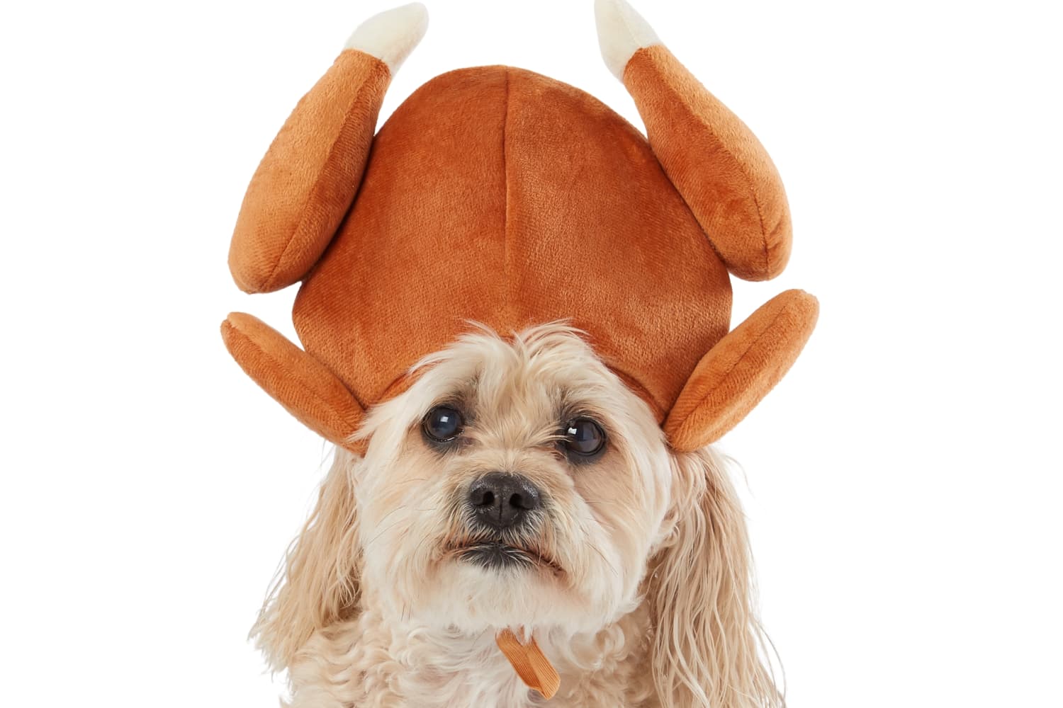 Turkey dog toy on sale petsmart