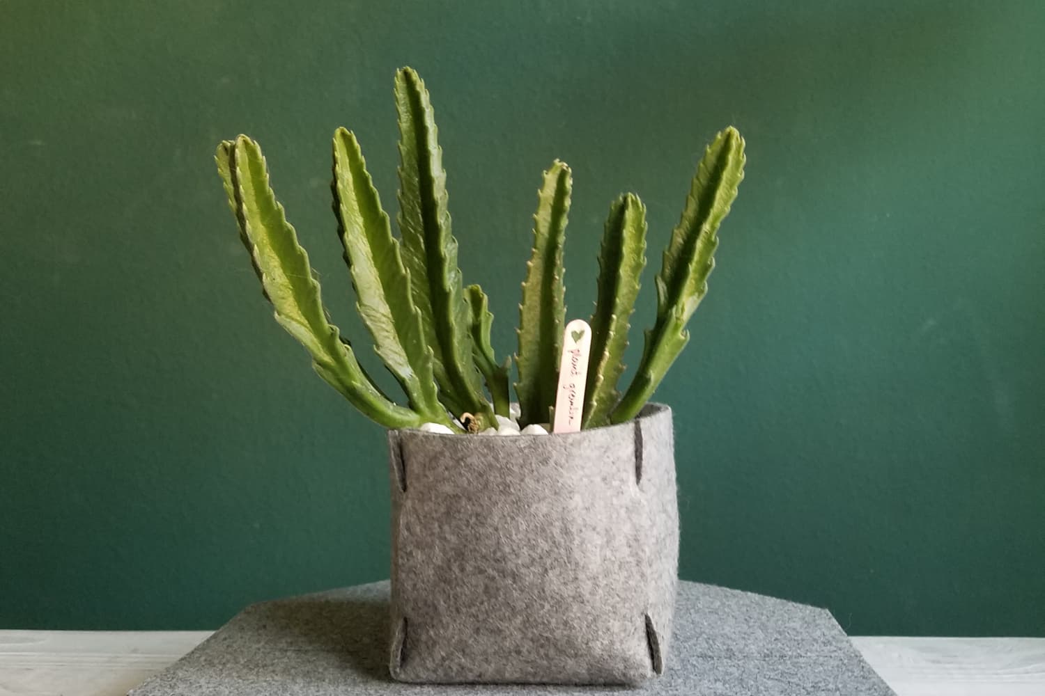 This Plant Pot Is SpaceEfficient, CatProof, and Made from Recycled