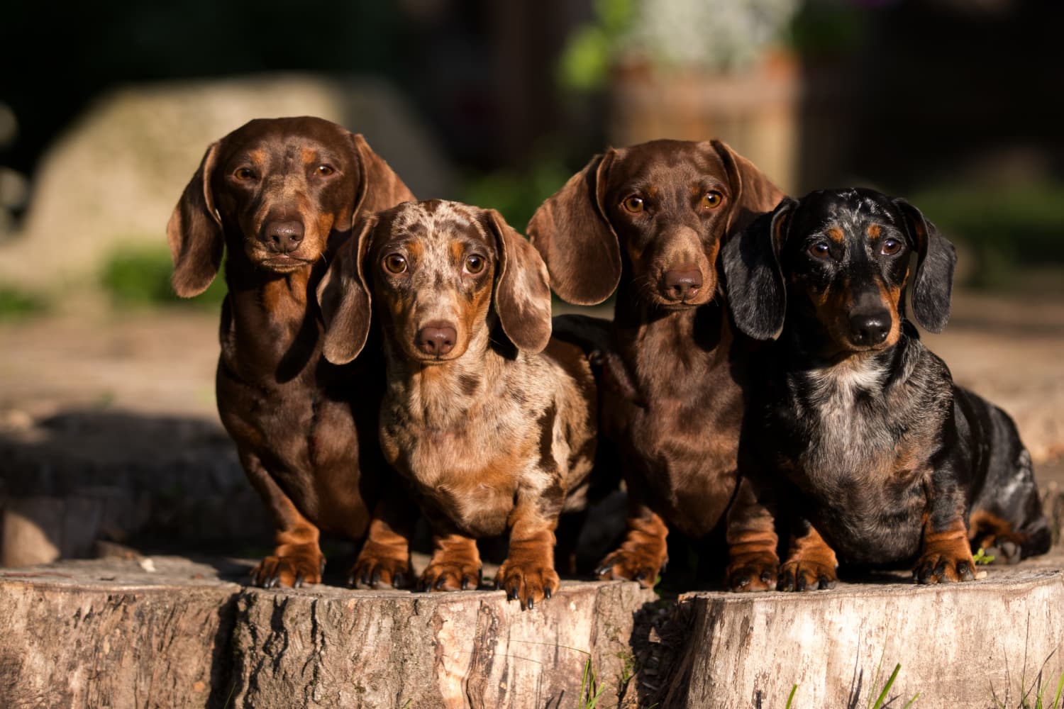Huntington sales miniature dachshund