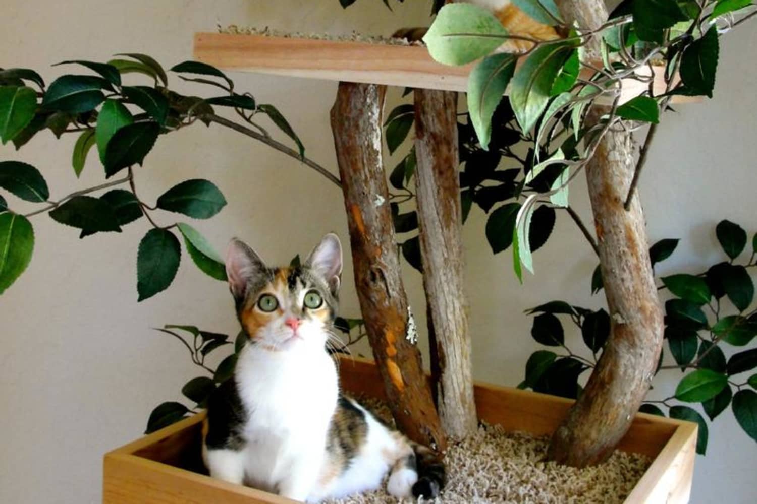 Indoor cat best sale tree with leaves