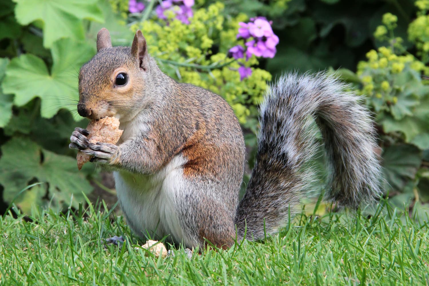 Watch This TikToker Create The Most Beautiful Squirrel Home Apartment