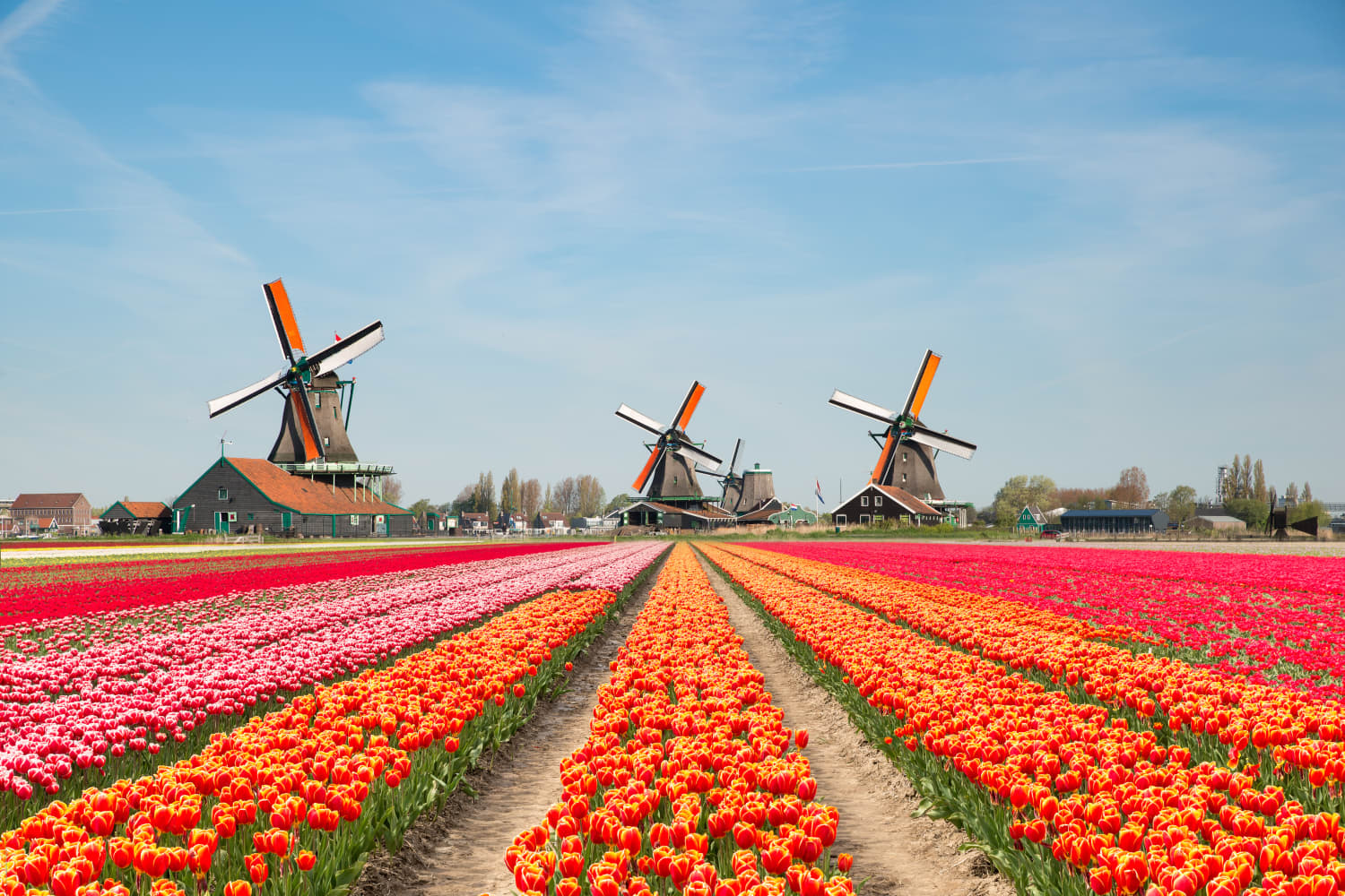 Keukenhof Gardens Virtual Tour of Tulips in Holland Apartment Therapy