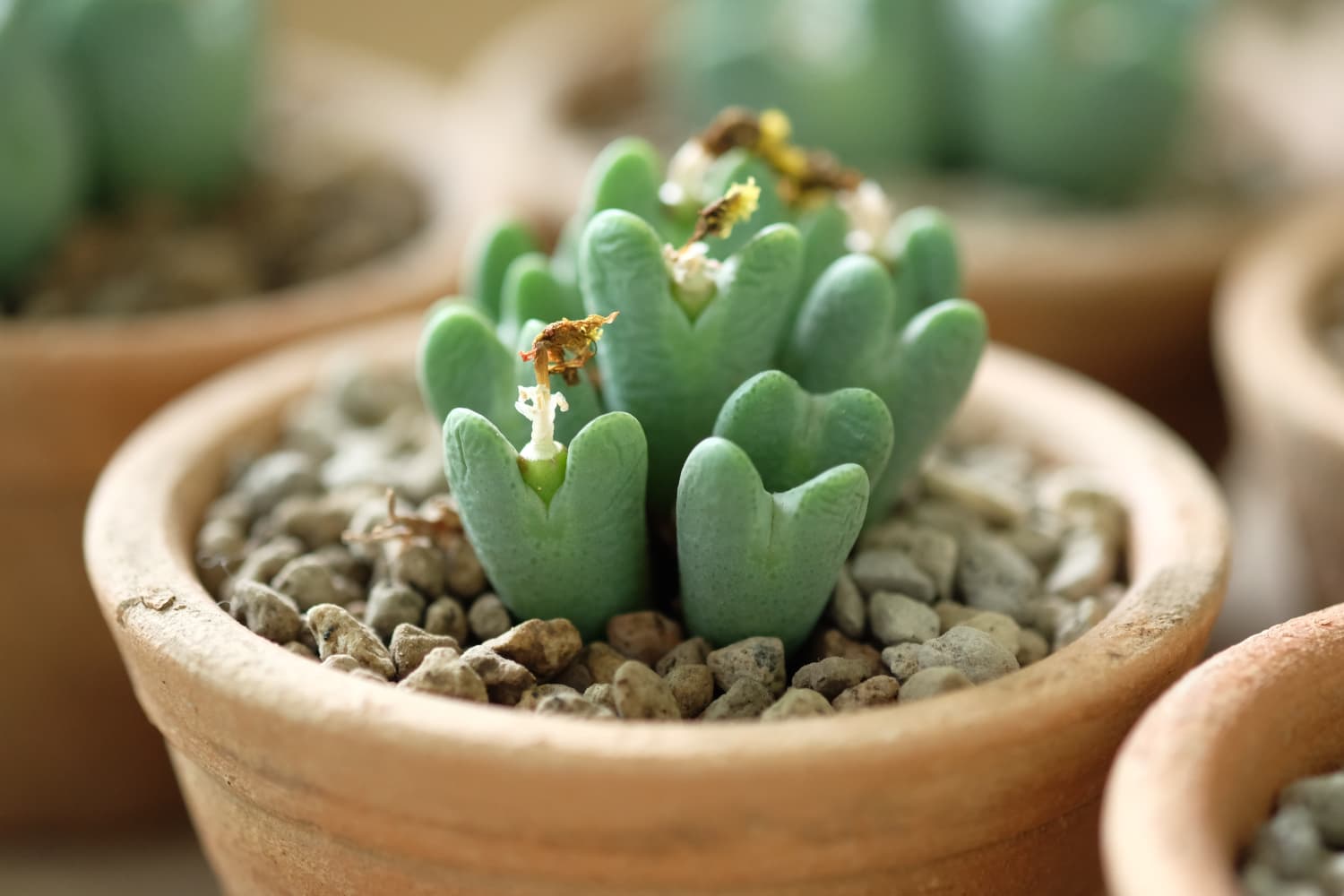 HeartShaped Succulent Conophytum Bilobum Apartment Therapy