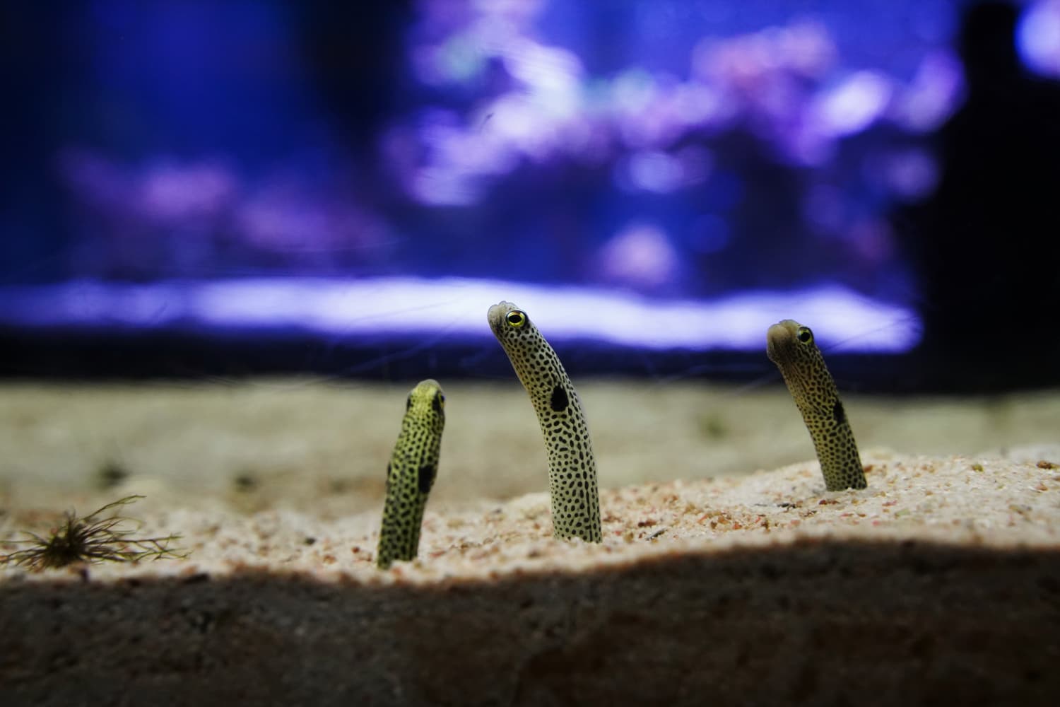 Japanese aquarium wants you to facetime with its eels Apartment Therapy