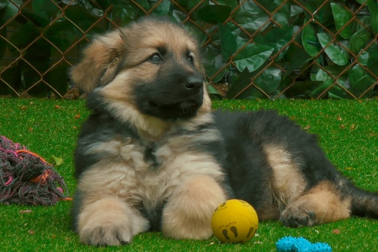 The Dog House UK on HBO Max matches adoptable dogs with forever homes