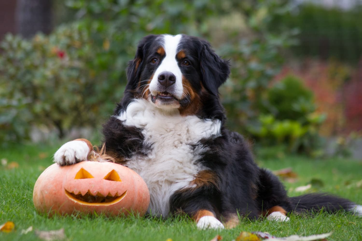 Switch pumpkin for dogs store
