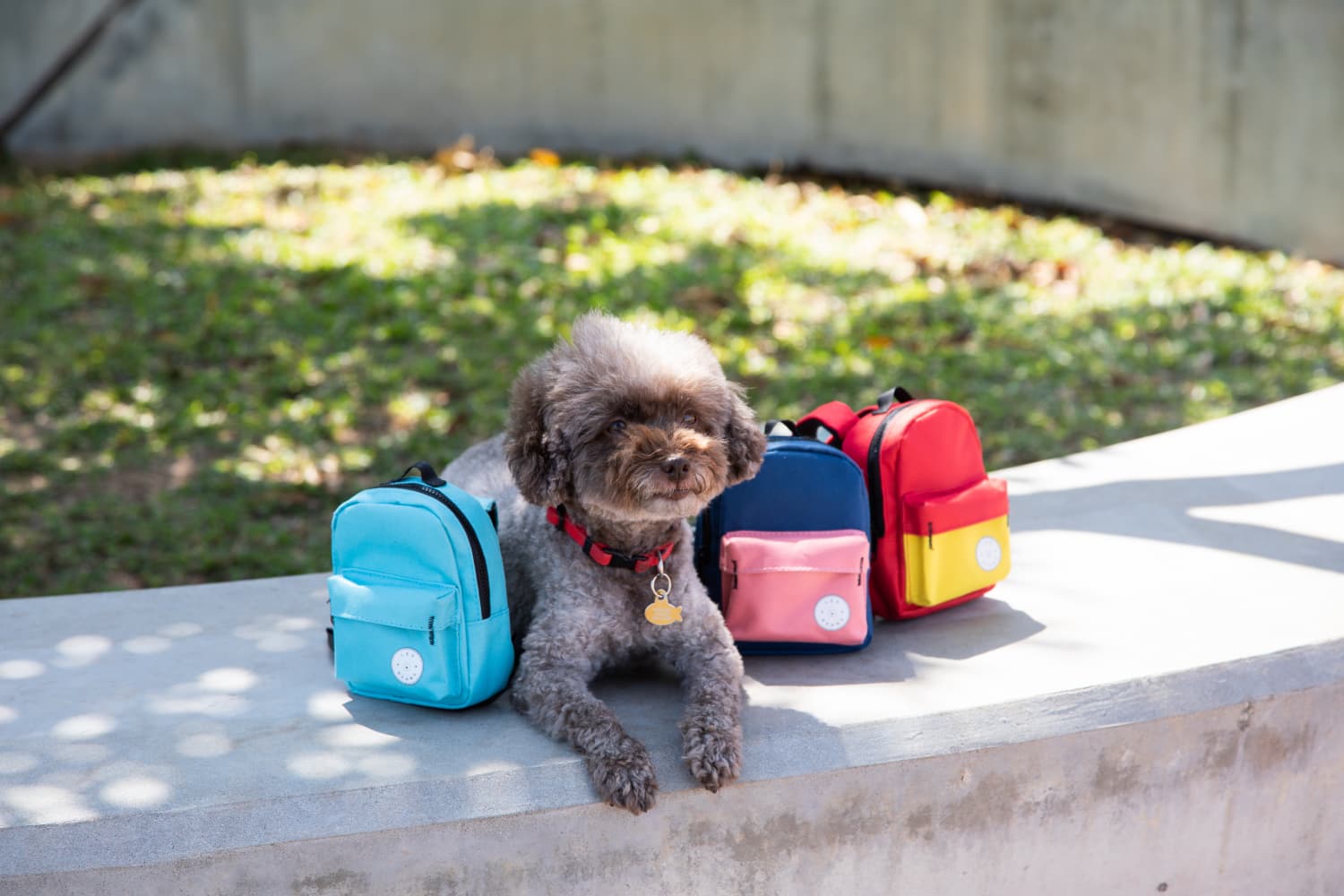 Little sale dog backpack