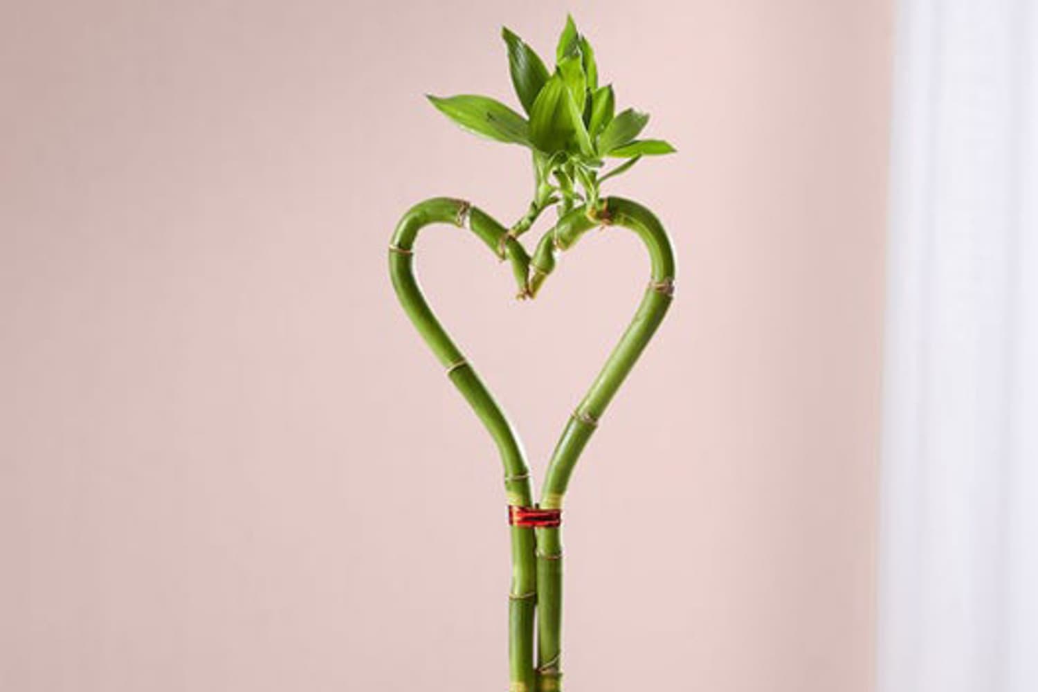 This HeartShaped Bamboo Is Perfect for Your PlantLoving Valentine