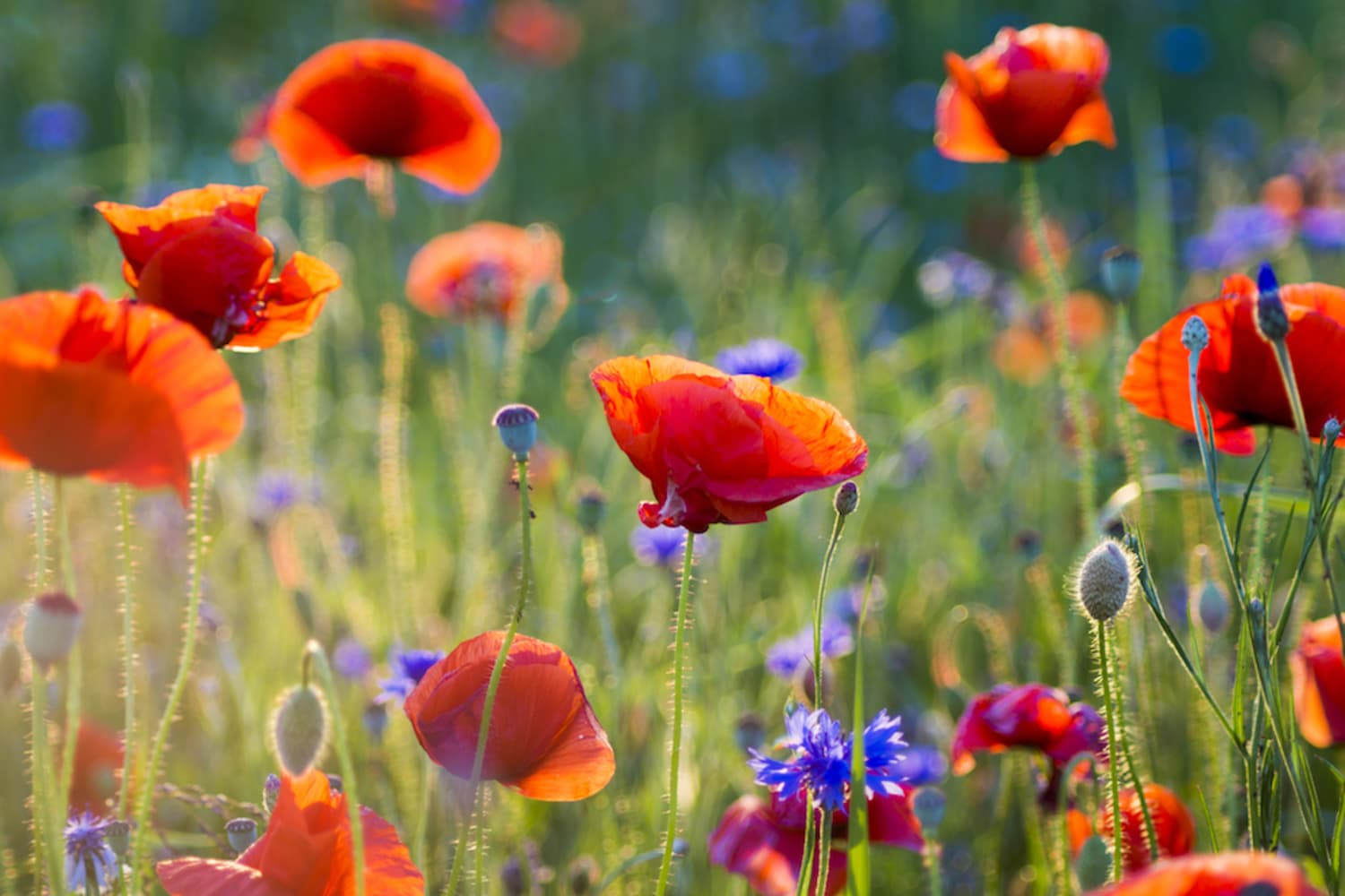 Here’s How You Can Get Free Wildflower Seeds Sent to You Apartment