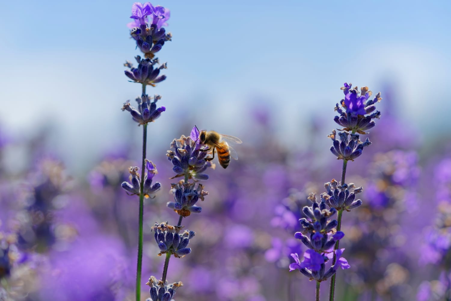 The Best Autumn Flowers To Help Bees, According To Experts Apartment