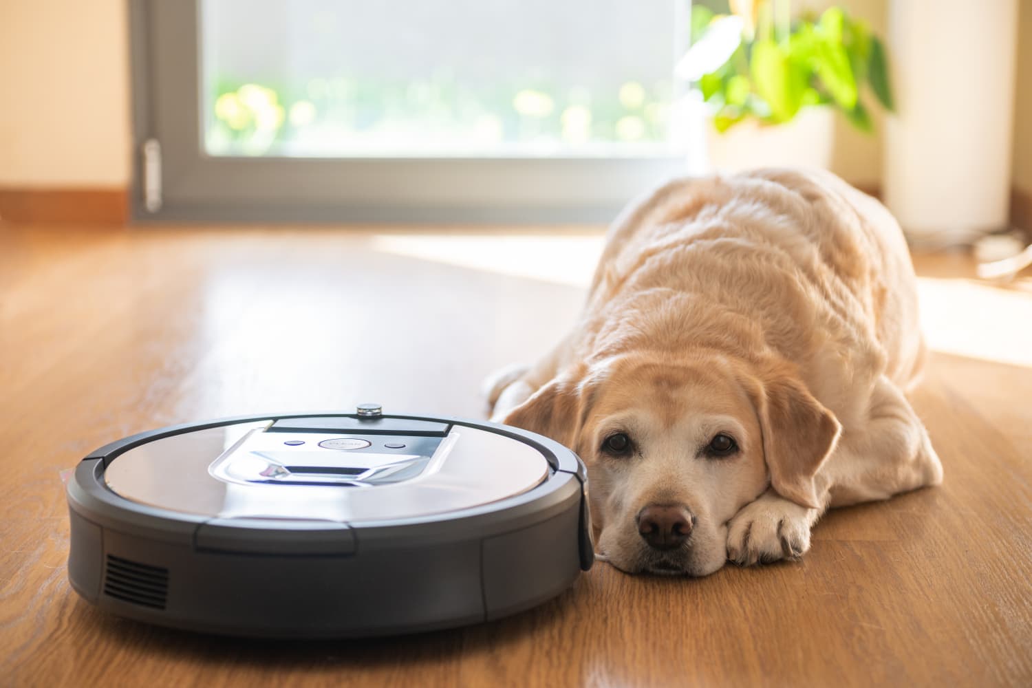Roomba sales for dogs