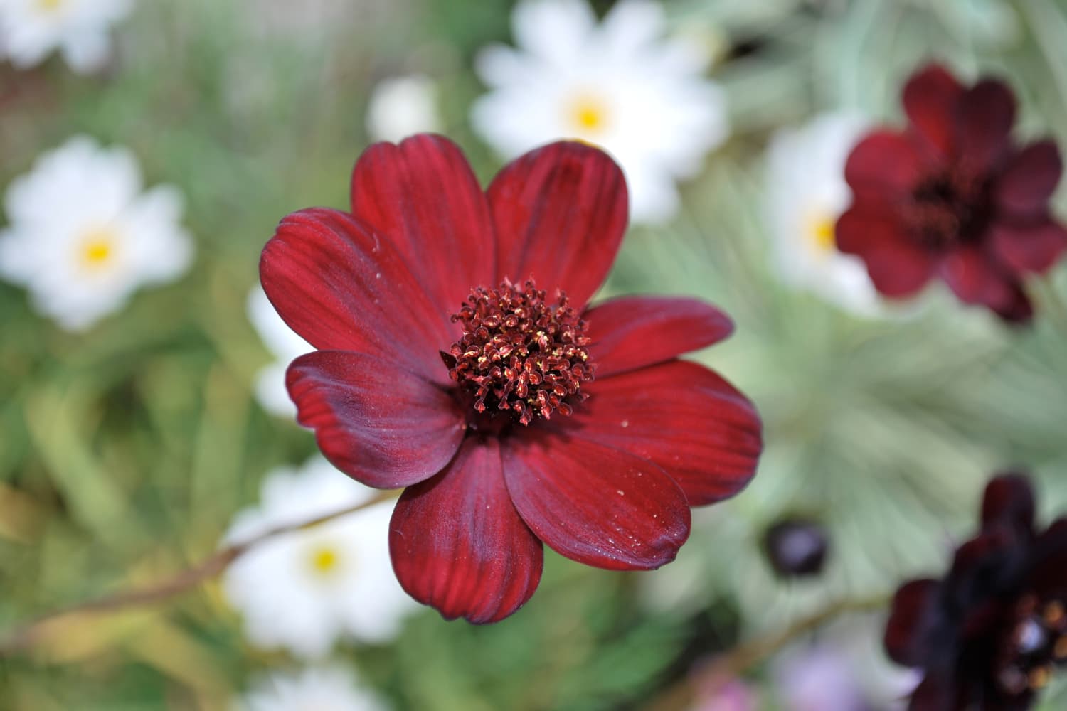 One Of The Rarest In The World Flower Smells Like Chocolate Apartment