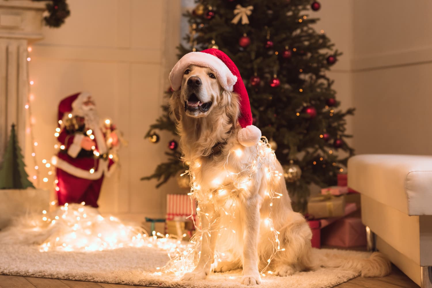 PetSmart Is Offering Free Santa Photos For Your Dog Apartment Therapy