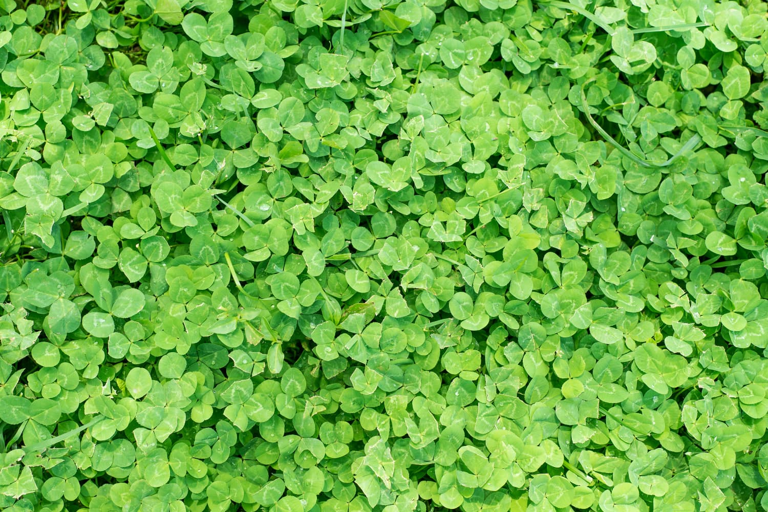 Here’s Why Clover Lawns Are Gaining Popularity Among Homeowners