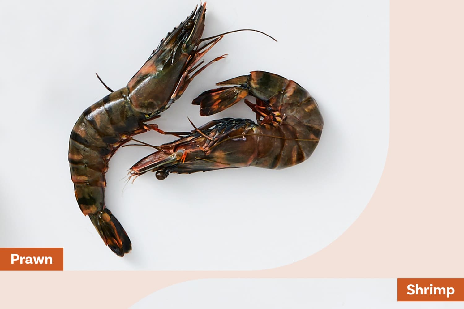 Shrimp vs Prawns: What's the Difference Between Prawn and Shrimp