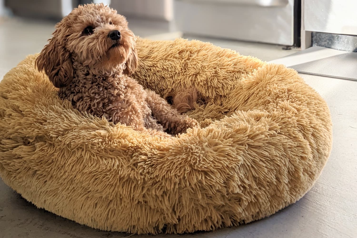 10 Smart Tips for Keeping Your Pets Safe in the Kitchen The Kitchn