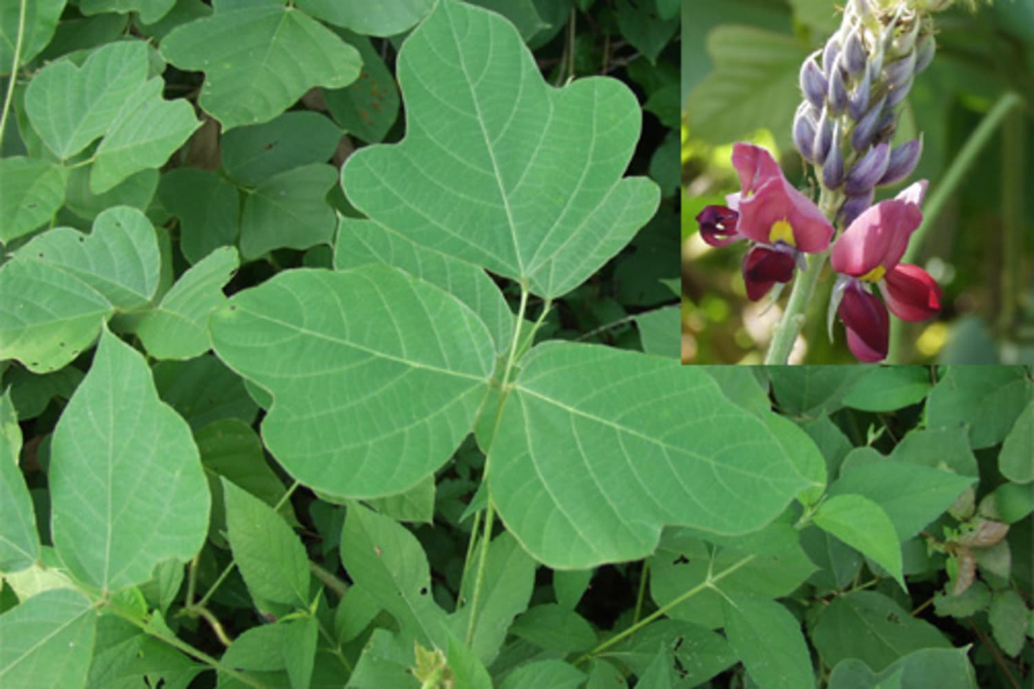 Did You Know You Can Eat Kudzu? | Kitchn