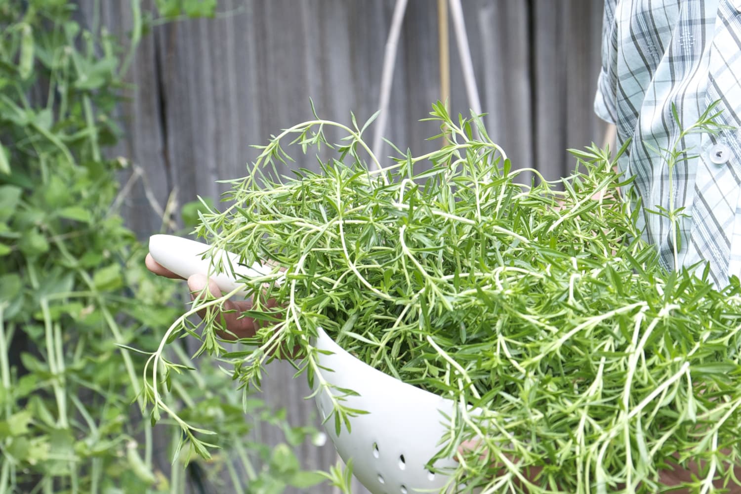 How to Plant and Grow Thyme